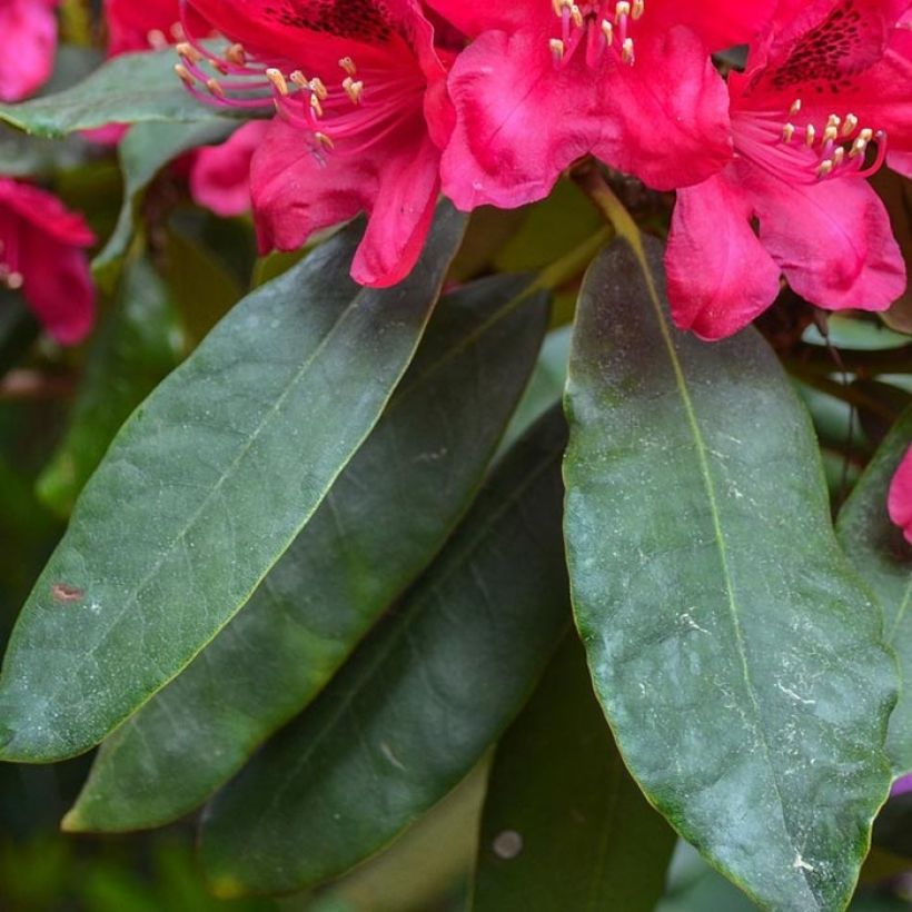 Rhododendron Elisabeth (Foliage)