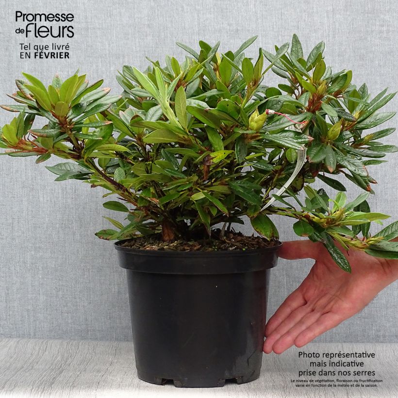 Example of Rhododendron Elisabeth Topf mit 4L/5L as you get in automne