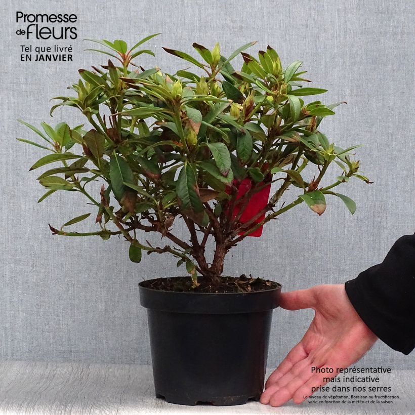 Exemplar von Rhododendron Elizabeth Red Foliage Topf mit 2L/3L wie im Winter geliefert