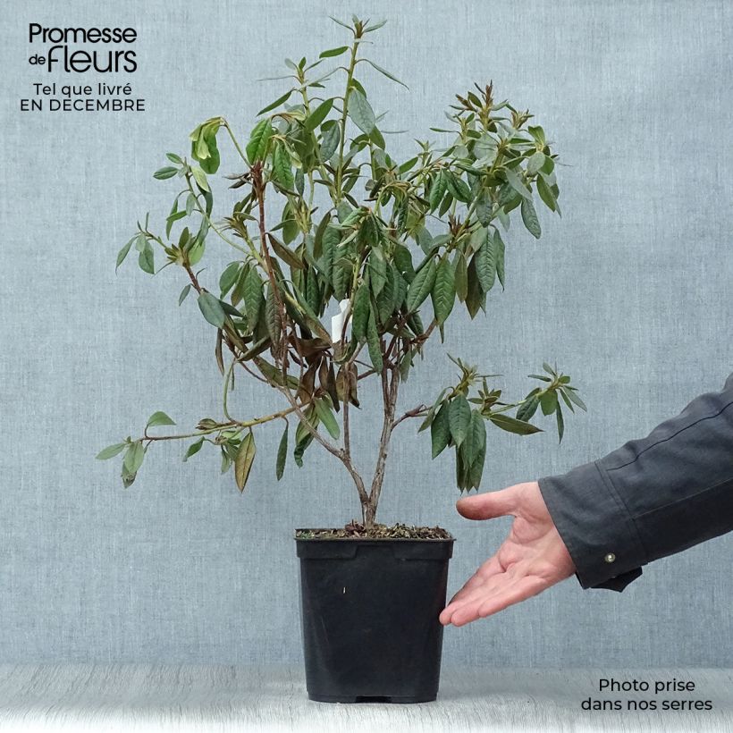Exemplar von Rhododendron Fragrantissimum Topf mit 3L/4L wie im Winter geliefert