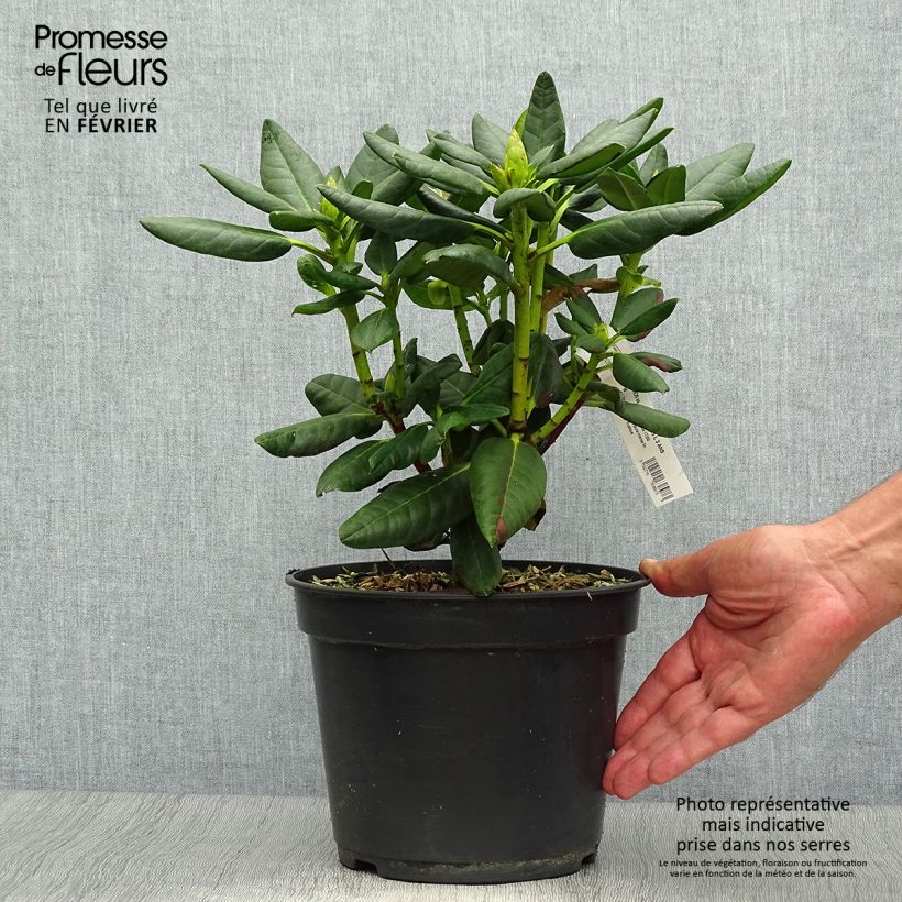 Example of Rhododendron Gedser Gold Topf mit 4L/5L as you get in automne