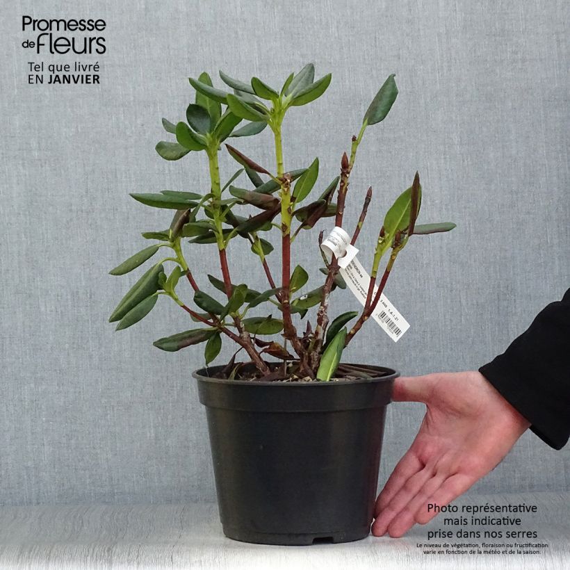 Exemplar von Rhododendron Gedser Gold Topf mit 4L/5L wie im Winter geliefert