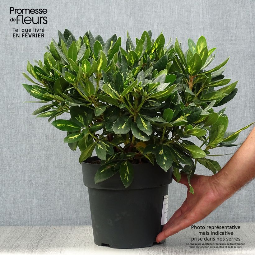 Example of Rhododendron Goldflimmer Topf mit 3L/4L as you get in automne