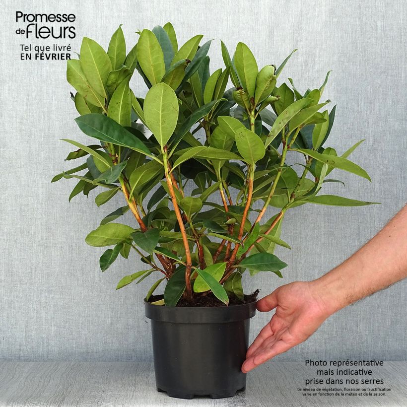 Example of Rhododendron Gomer Waterer Topf mit 3L/4L as you get in automne