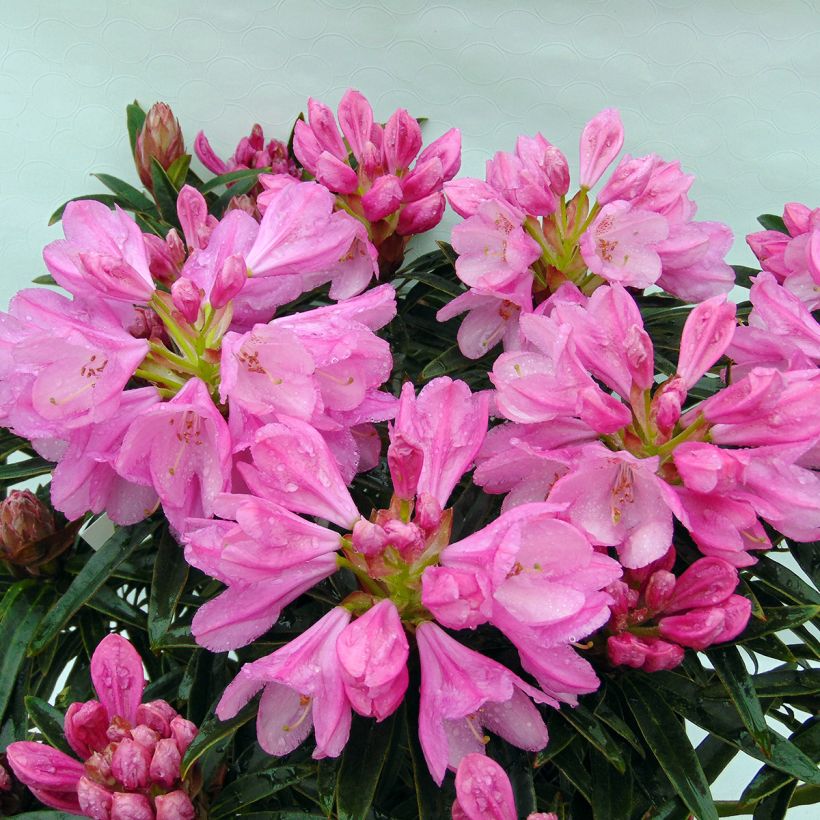 Rhododendron Rhododendron Graziella (Flowering)