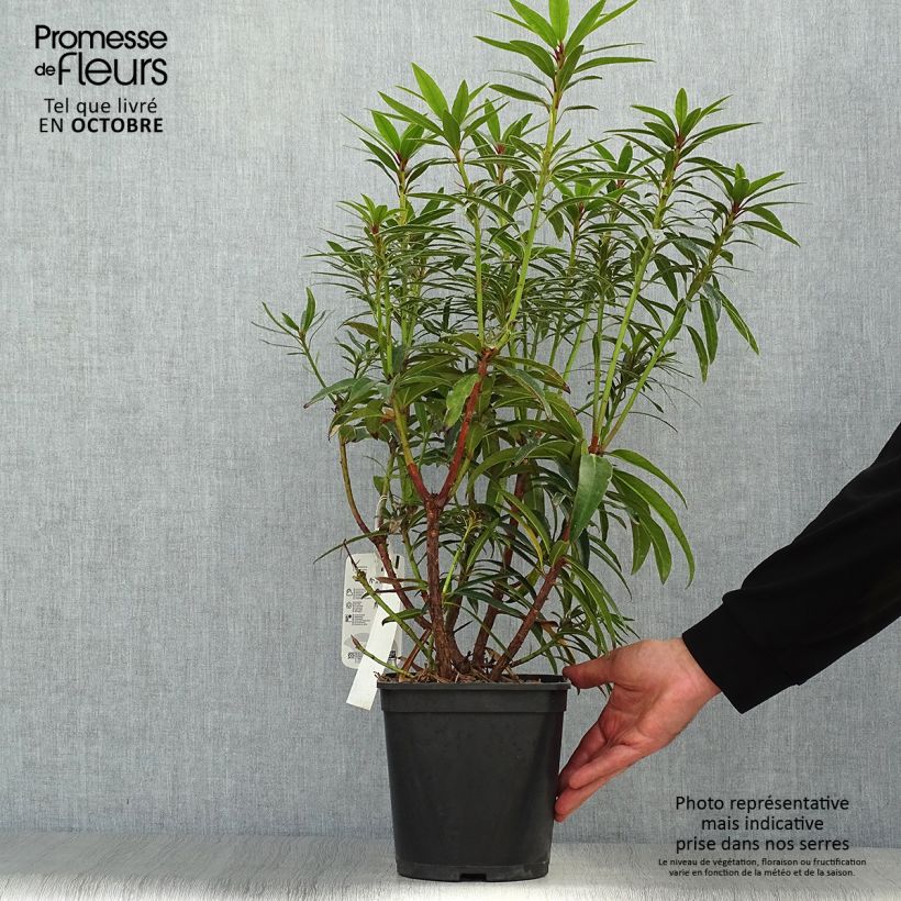 Example of Rhododendron Rhododendron Graziella Topf mit 3L/4L as you get in automne