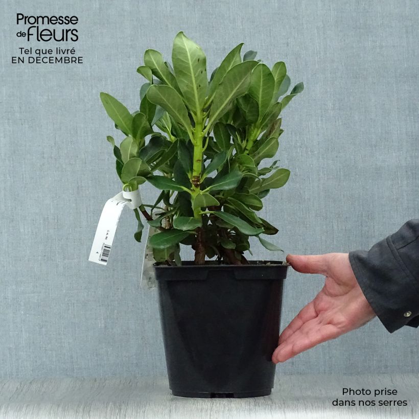 Exemplar von Rhododendron Horizon Monarch Topf mit 4L/5L wie im Winter geliefert