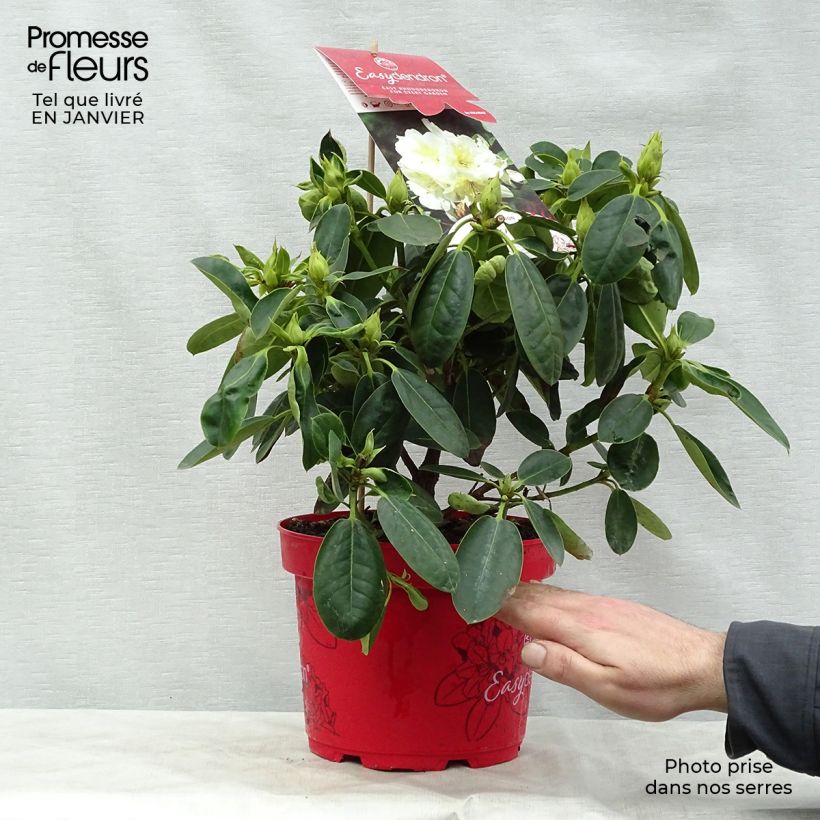 Exemplar von Rhododendron INKARHO Bellini Topf mit 4L/5L wie im Winter geliefert