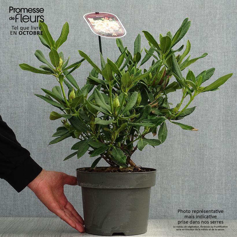 Example of Rhododendron INKARHO Bernstein Topf mit 4L/5L as you get in automne