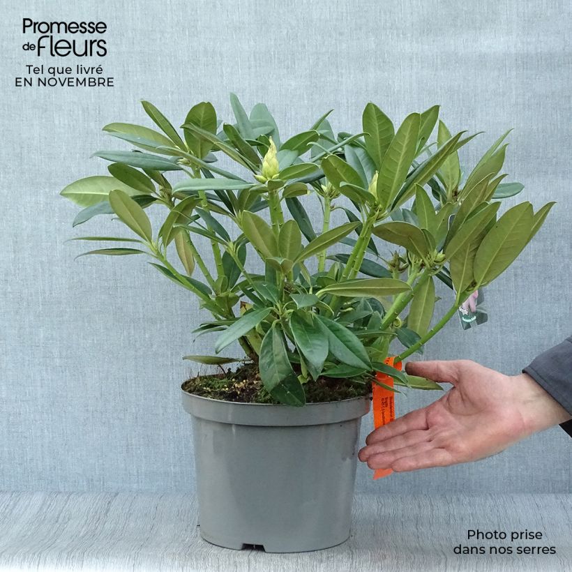 Example of Rhododendron INKARHO Brigitte Topf mit 4L/5L as you get in automne
