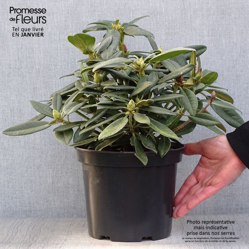 Exemplar von Rhododendron INKARHO Brigitte Topf mit 4L/5L wie im Winter geliefert