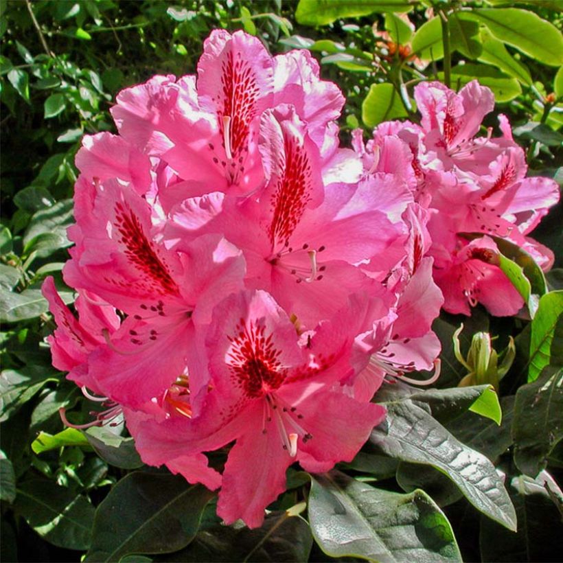 Rhododendron INKARHO Furnivall's Daughter. (Flowering)