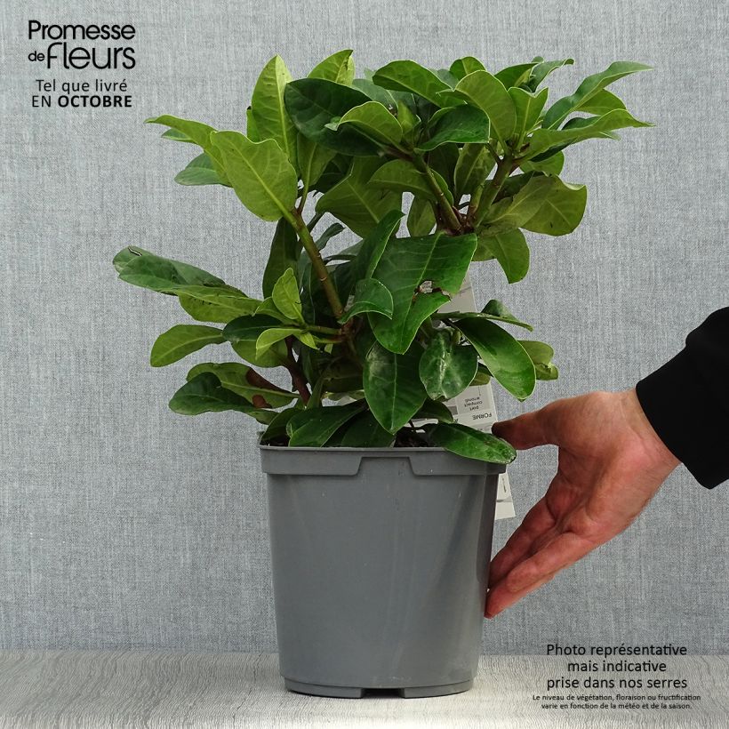 Example of Rhododendron INKARHO Furnivall's Daughter. Topf mit 3L/4L as you get in automne
