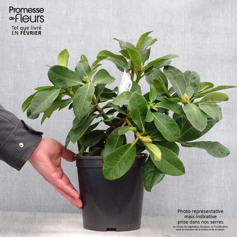 Exemplar von Rhododendron INKARHO Furnivall's Daughter. Topf mit 3L/4L wie im Winter geliefert