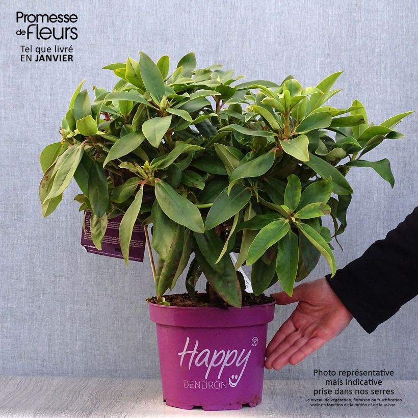 Exemplar von Rhododendron INKARHO Happydendron Pushy Purple Topf mit 4L/5L wie im Winter geliefert