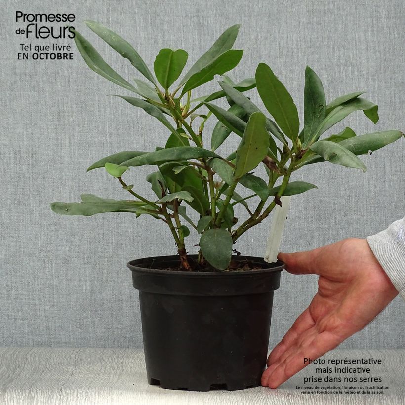Example of Rhododendron INKARHO Marcel Ménard Topf mit 4L/5L as you get in automne