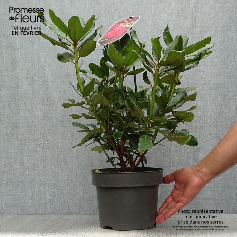 Example of Rhododendron INKARHO Nova Zembla Topf mit 4L/5L as you get in automne
