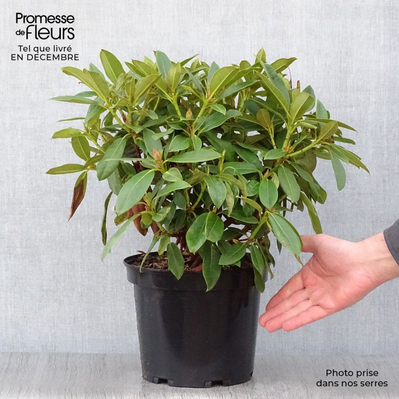 Example of Rhododendron Jingle Bells Topf mit 4L/5L as you get in hiver