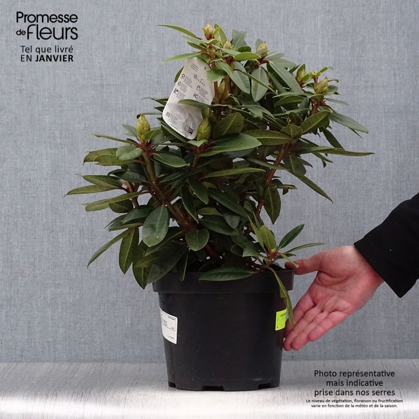 Example of Rhododendron Kokardia Topf mit 2L/3L as you get in hiver