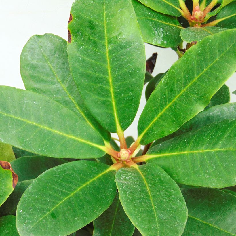 Rhododendron Lem's Monarch (Foliage)