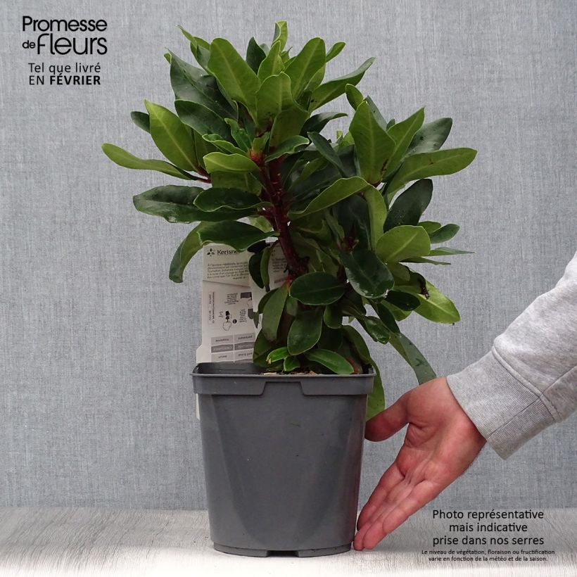 Example of Rhododendron Lem's Monarch Topf mit 4L/5L as you get in automne