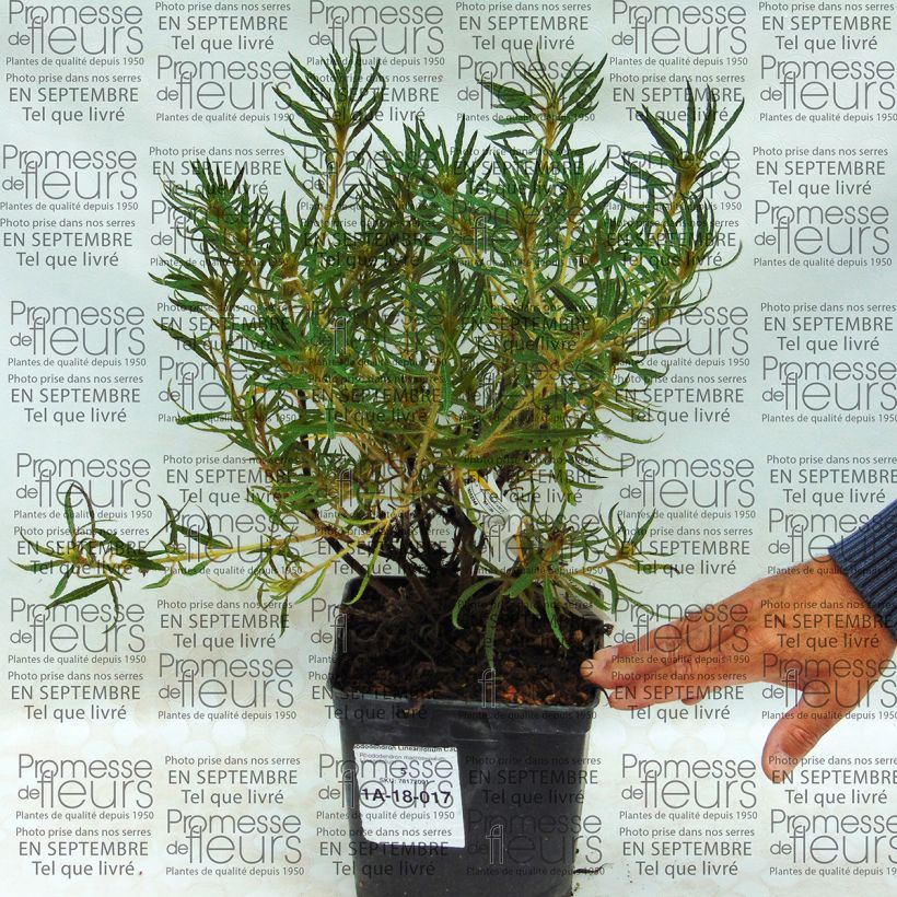Example of Rhododendron macrosepalum Linearifolium Topf mit 2L/3L as you get
