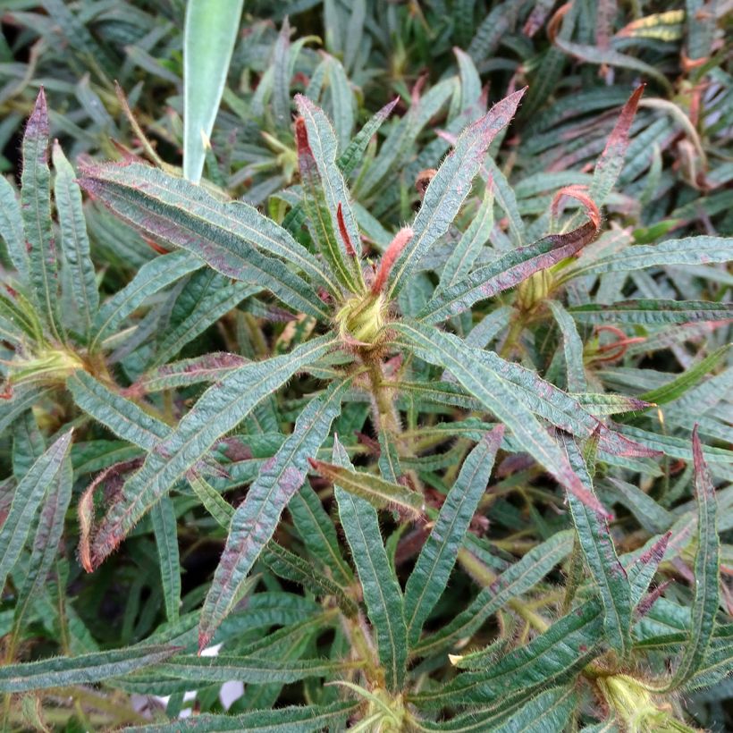 Rhododendron macrosepalum Linearifolium (Foliage)
