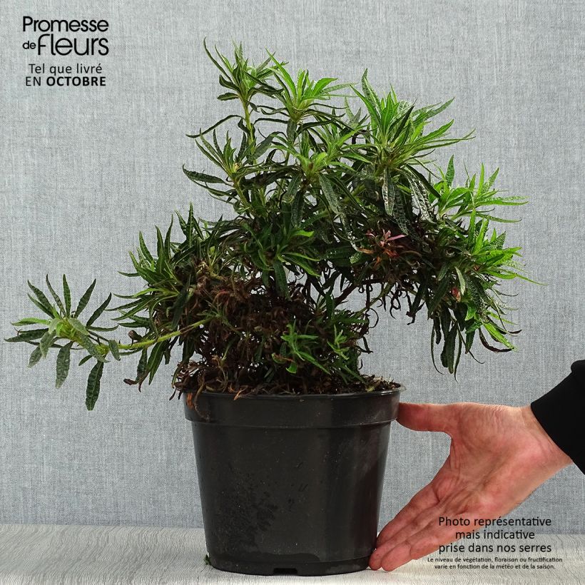 Example of Rhododendron macrosepalum Linearifolium Topf mit 4L/5L as you get in automne