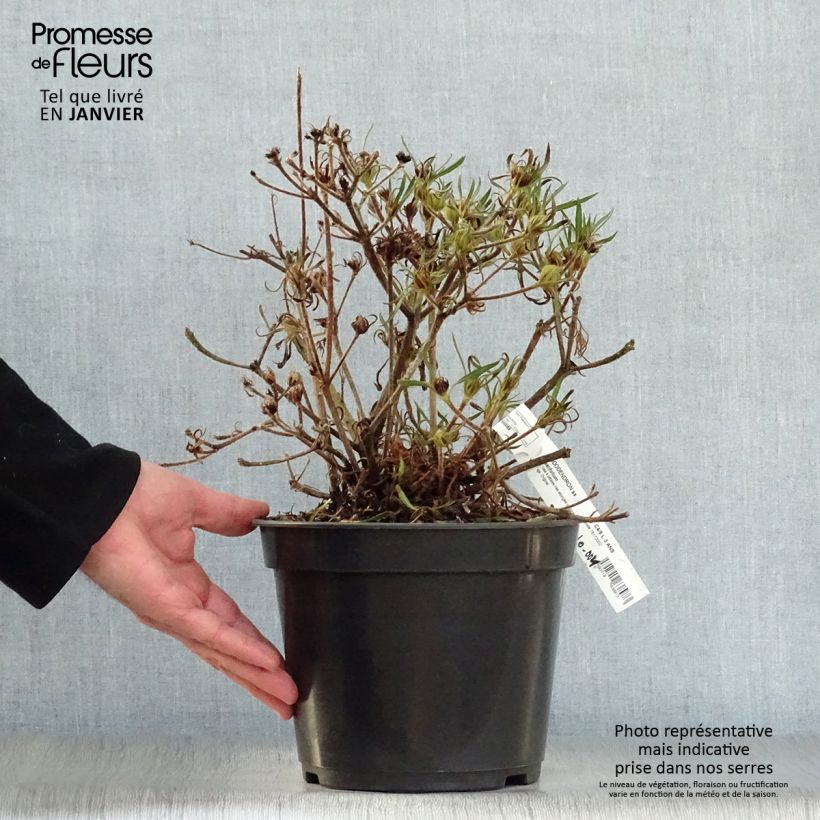Exemplar von Rhododendron macrosepalum Linearifolium Topf mit 4L/5L wie im Winter geliefert