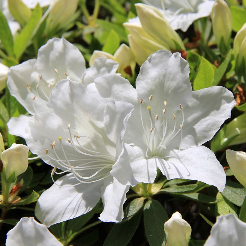 Japanische Azalee Luzi - Azalea (Flowering)