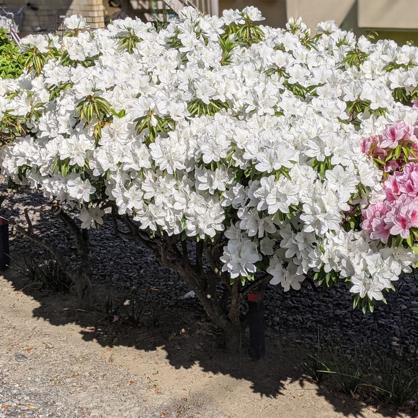 Japanische Azalee Luzi - Azalea (Plant habit)