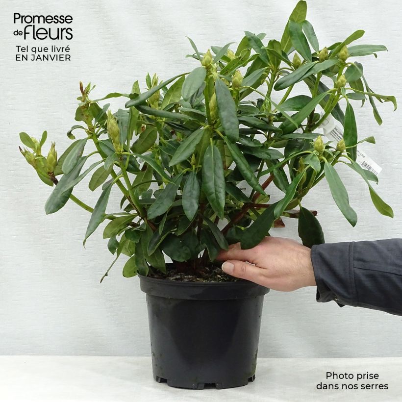 Exemplar von Rhododendron Madame Masson Topf mit 4L/5L wie im Winter geliefert