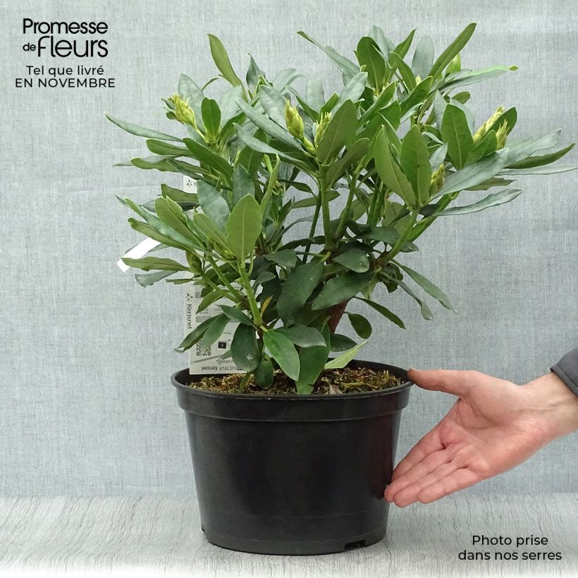 Example of Rhododendron Madame Masson Topf mit 4L/5L as you get in automne