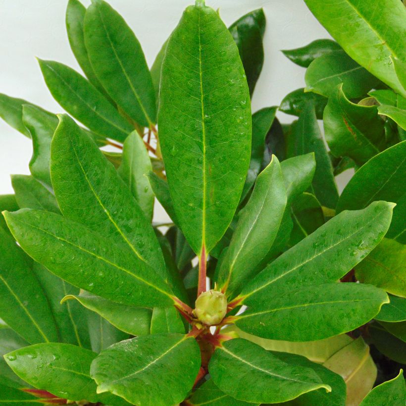 Rhododendron Marcel Ménard (Foliage)