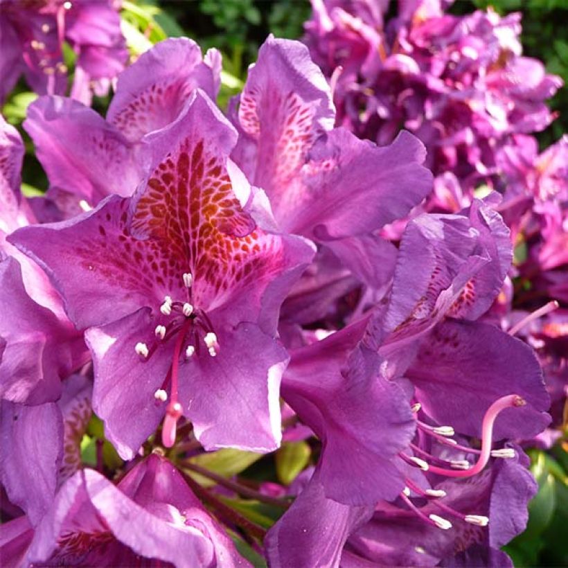 Rhododendron Marcel Ménard (Flowering)