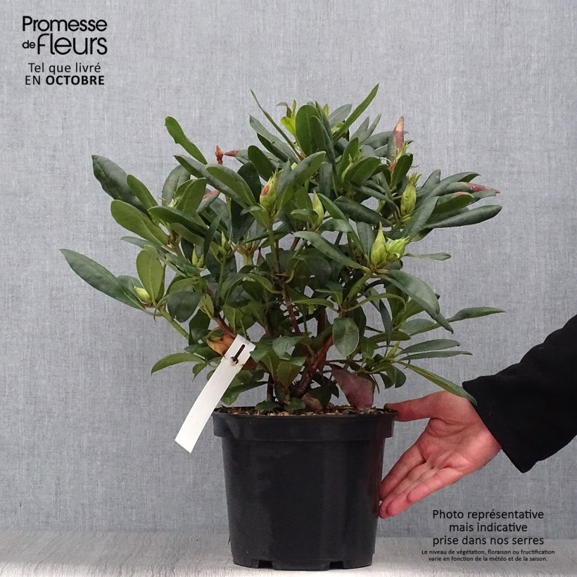 Example of Rhododendron Marcel Ménard Topf mit 3L/4L as you get in automne