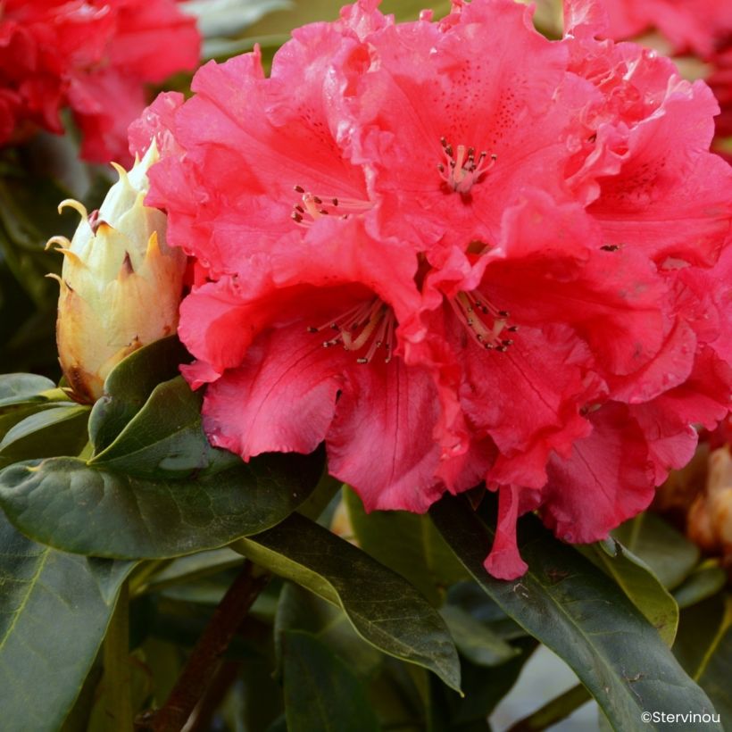 Rhododendron Markeeta's Prize (Blüte)