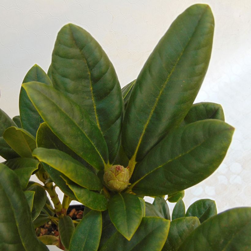 Rhododendron Melrose Flash - Großer Rhododendron im 4L./5L. Topf. (Foliage)