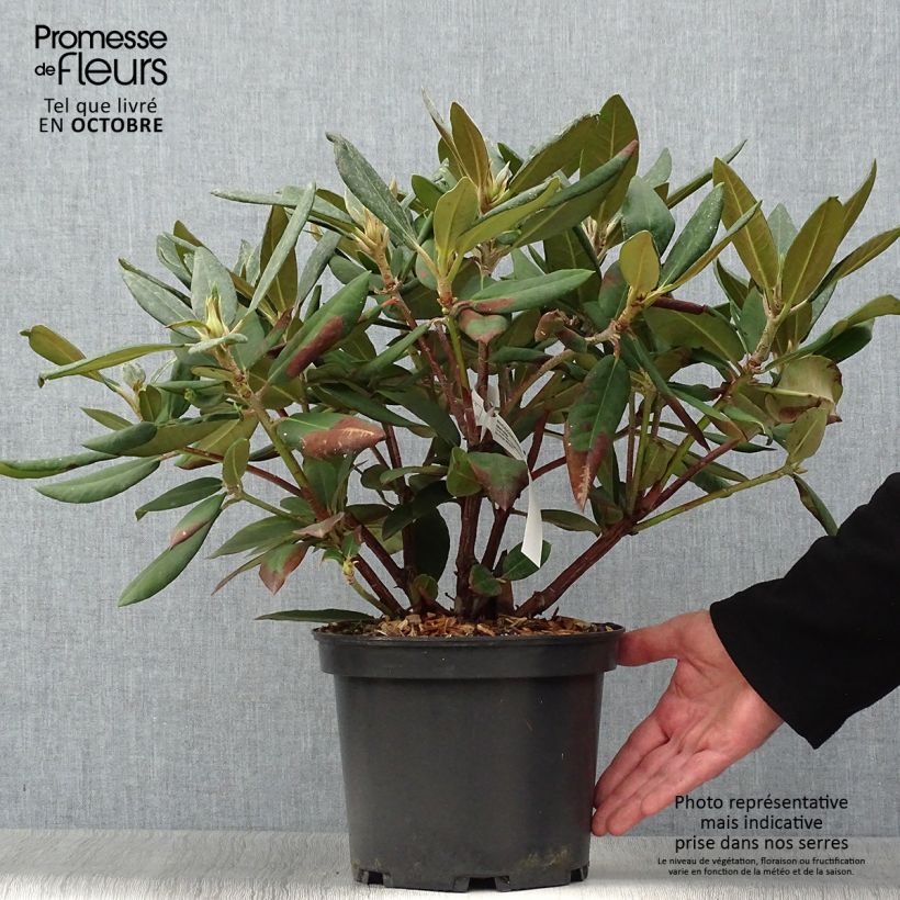 Example of Rhododendron Melville Topf mit 3L/4L as you get in automne