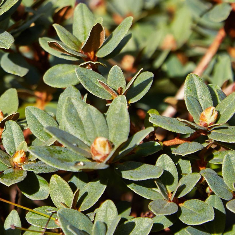 Rhododendron impeditum Moerheim - Zwerg-Rhododendron (Foliage)