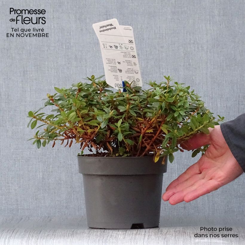 Example of Rhododendron impeditum Moerheim - Zwerg-Rhododendron Topf mit 2L/3L as you get in automne