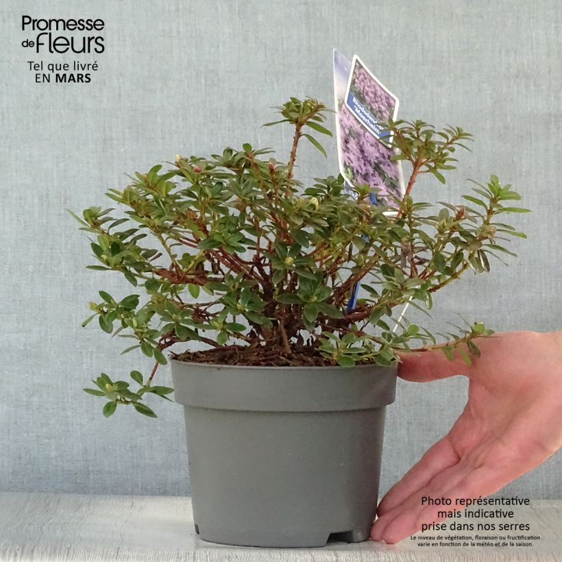 Exemplar von Rhododendron impeditum Moerheim - Zwerg-Rhododendron Topf mit 2L/3L wie im Frühjahr geliefert