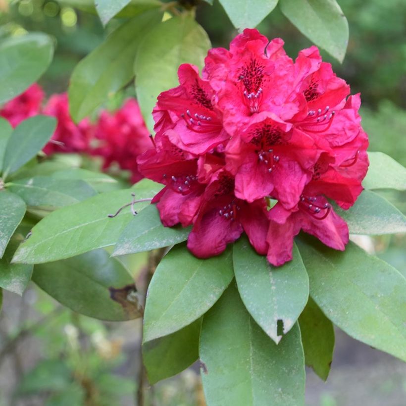 Rhododendron Moser's Maroon (Foliage)