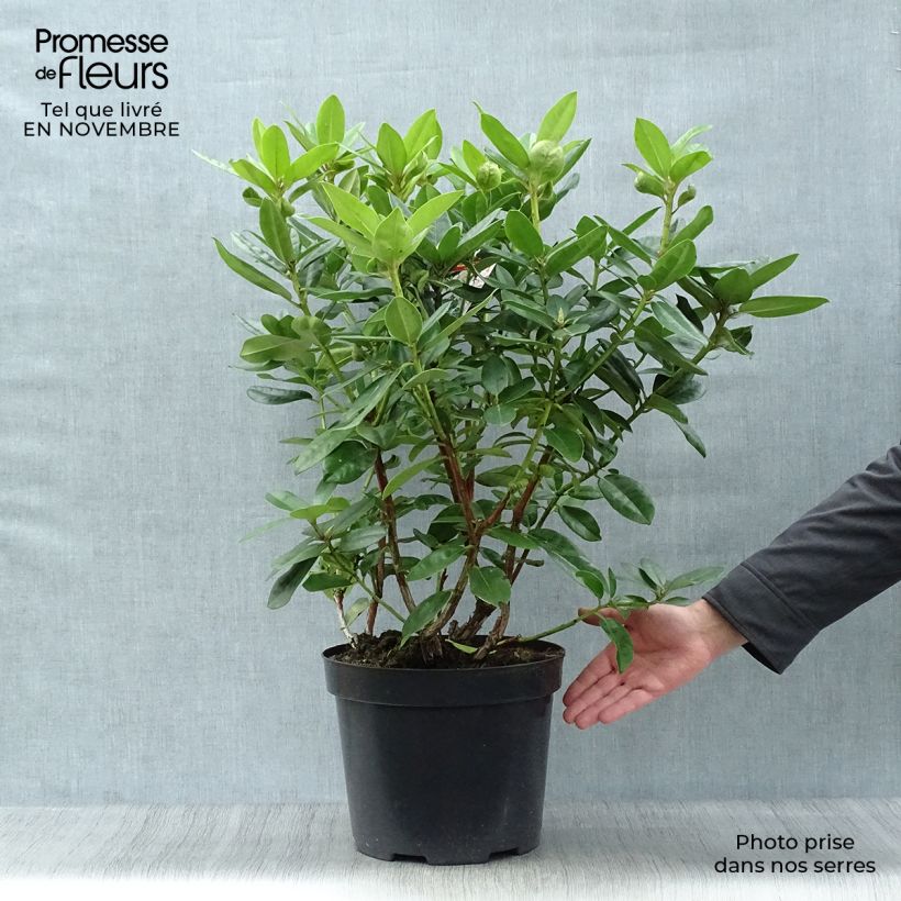 Example of Rhododendron Mrs T.h.lowinsky Topf mit 7,5L/10L as you get in automne