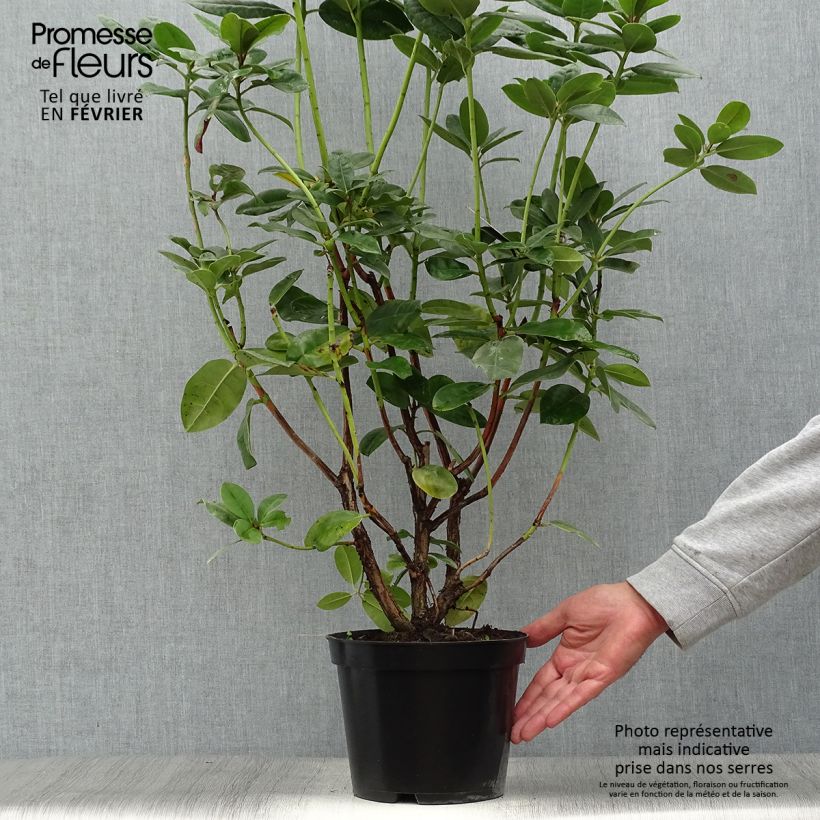 Example of Rhododendron Mrs T.h.lowinsky Topf mit 4L/5L as you get in automne