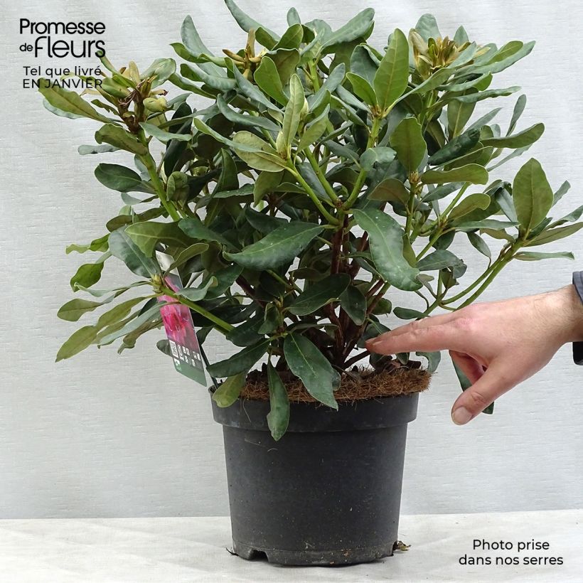 Exemplar von Rhododendron Nova Zembla Topf mit 4L/5L wie im Winter geliefert