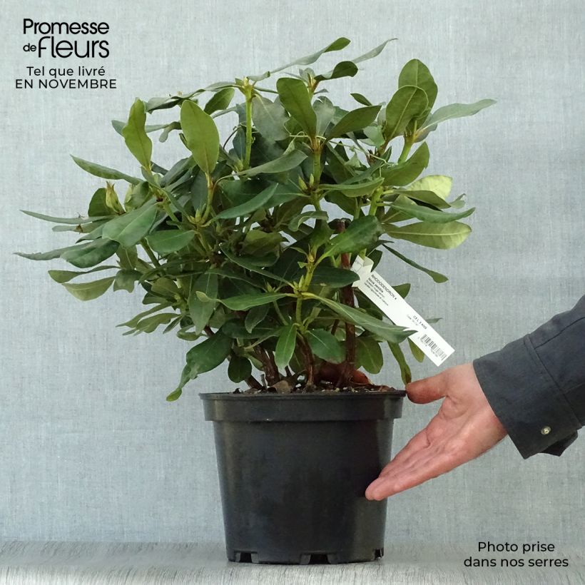 Example of Rhododendron Nova Zembla Topf mit 4L/5L as you get in automne