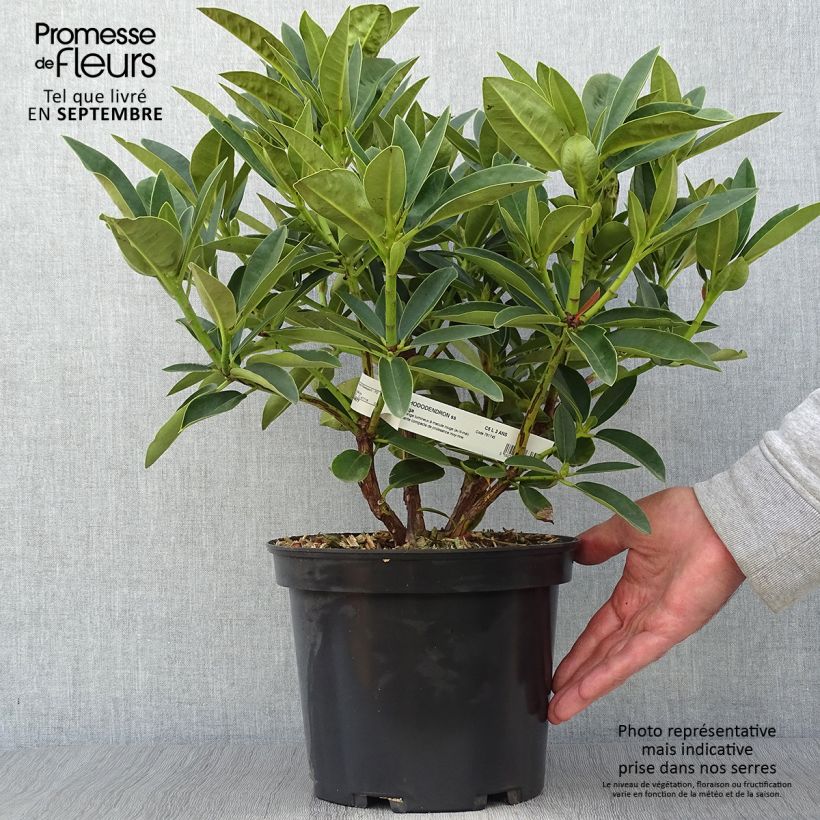 Example of Rhododendron Olga Topf mit 4L/5L as you get in automne