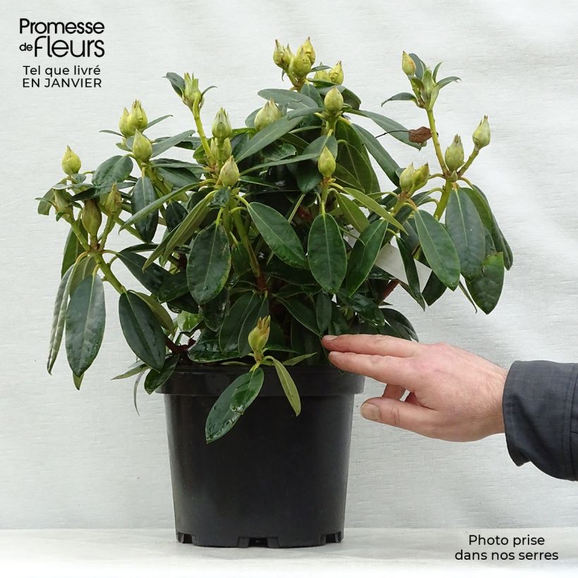 Exemplar von Rhododendron yakushimanum Percy Wiseman Topf mit 3L/4L wie im Winter geliefert