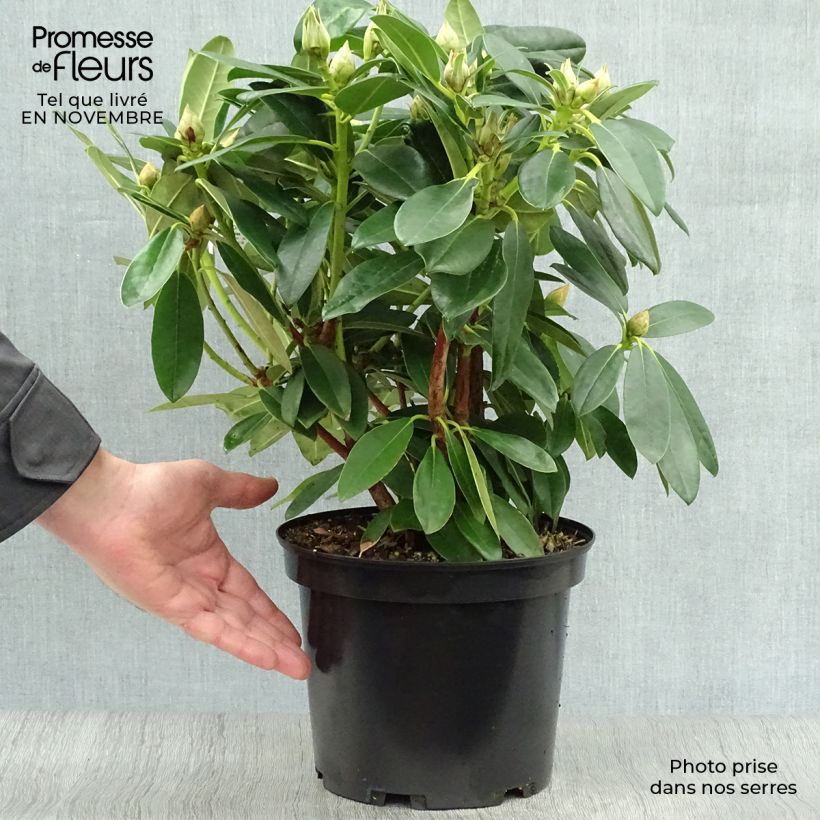 Example of Rhododendron yakushimanum Percy Wiseman Topf mit 3L/4L as you get in automne